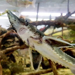 철갑상어 (30cm내외)