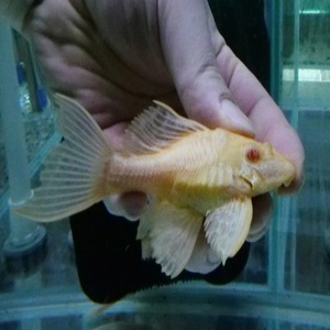 [플레코] Pterygoplichthys gibbiceps Albino &quot;Short body&quot; 알비노나비비파 숏바디