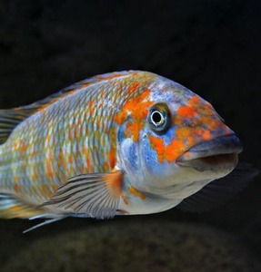 [탕어]Petrochromis kazumbe orange 카쥼바 오렌지