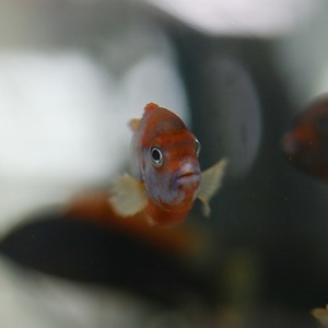 [말라위] Labidochromis hongi super red 홍기 슈퍼레드